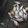 Prussian carp
