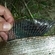 Grayling