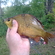 Crucian carp