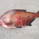 Carp bream