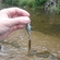 Common minnow