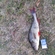 Eurasian perch