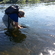 Atlantic salmon