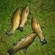 Tench