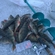 Eurasian perch