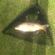Carp