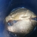 Carp