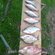 Carp bream