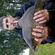 Prussian carp
