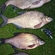 Carp bream