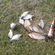 Prussian carp