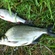 Carp bream