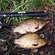 Crucian carp