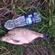 Carp bream