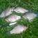 Prussian carp