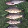 Carp