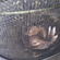 Carp bream
