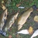 Tench