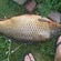 Carp