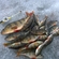 Eurasian perch