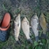 Prussian carp