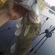 Pike perch