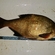 Carp bream