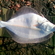 European plaice