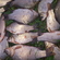 Prussian carp