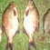 Carp bream