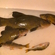 Tench