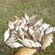 Silver Bream