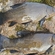 Tench