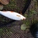 Roach