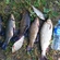 Tench