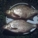 Carp bream