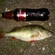 Eurasian perch