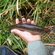 Dace