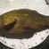 Tench