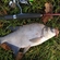 Carp bream