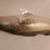 Eurasian perch