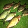 Carp bream