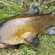 Tench
