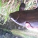 Tench