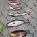 Wrasse