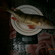 Eurasian perch