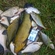 Tench