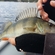 Eurasian perch