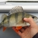 Eurasian perch