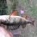 Eurasian perch